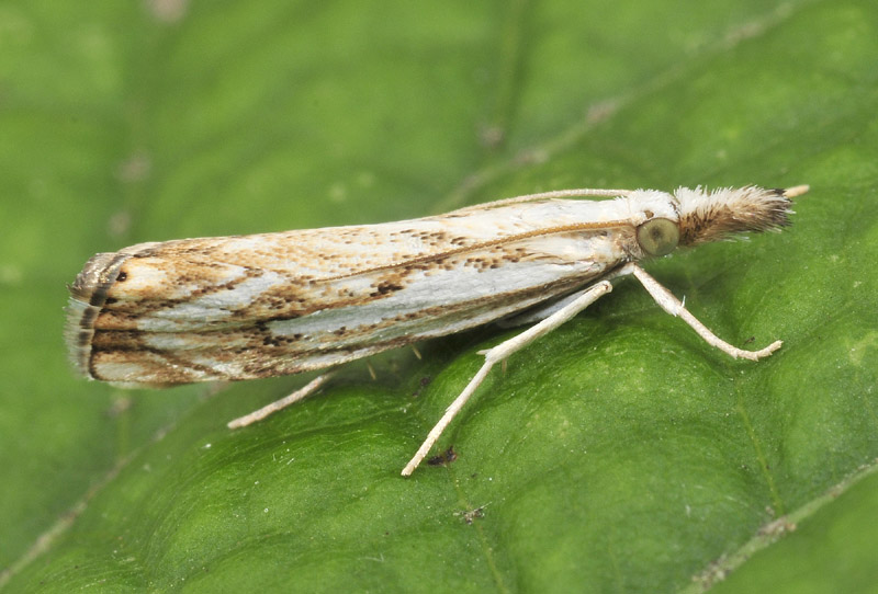 Crambidae - Catoptria falsella